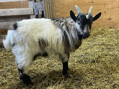 Zwergziege Blobe Mischling Bock Bockerl