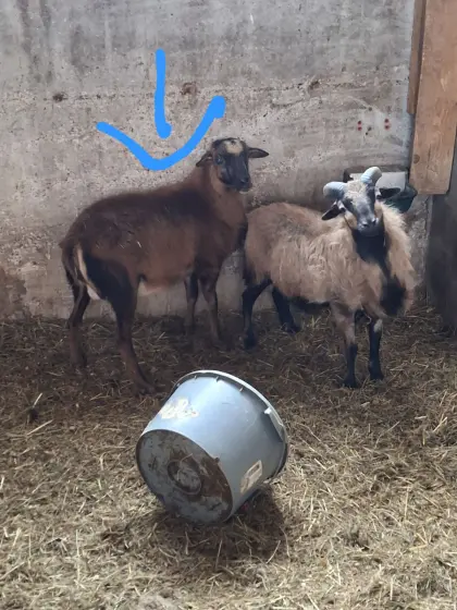 Kamerun x Barbados-Bock, geb. 8/25