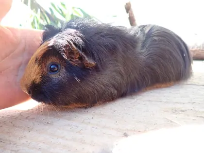 Vergebe erwachsene Meerschweinchen