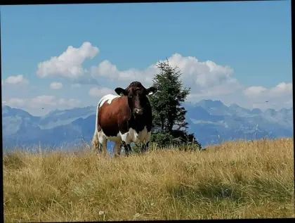 Grünland und Weideflächen
