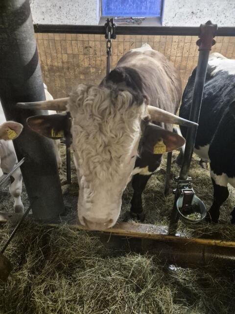 Braver Sprungstier