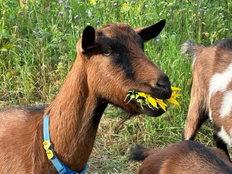 Bunte deutsche Edelziegen