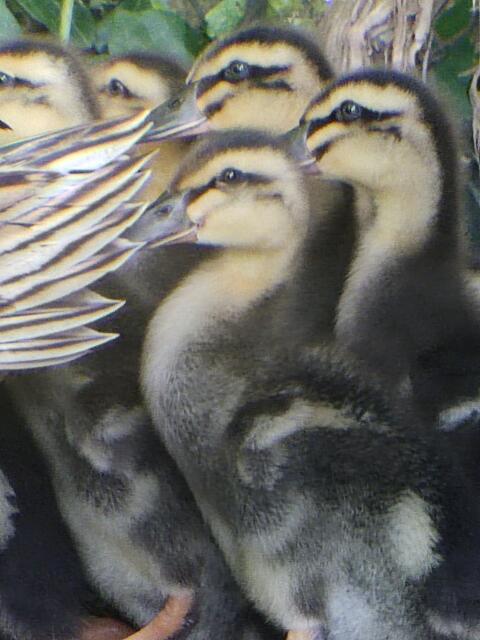 Rouen Enten