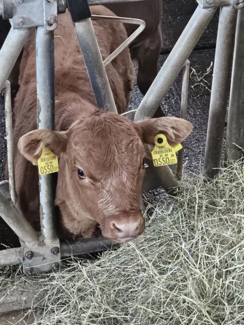 Suche deckfähigen Angusstier