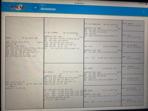 Hochtypisierte Braunviehkalbin trächtig