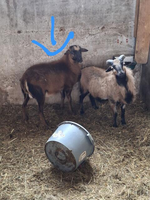 Kamerun x Barbados-Bock, geb. 8/25