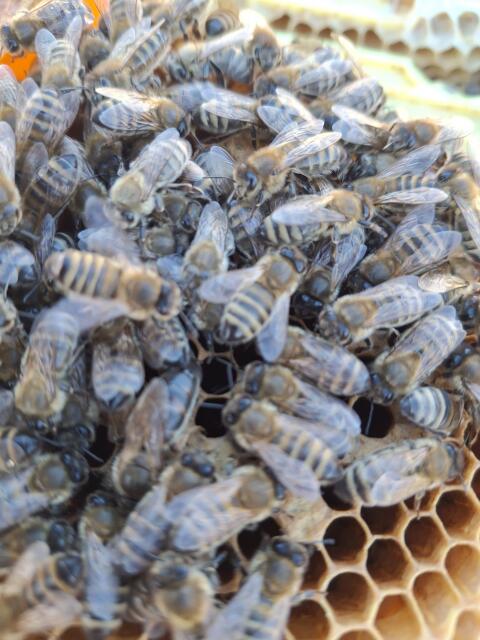 Reserve Bienen Königinnen