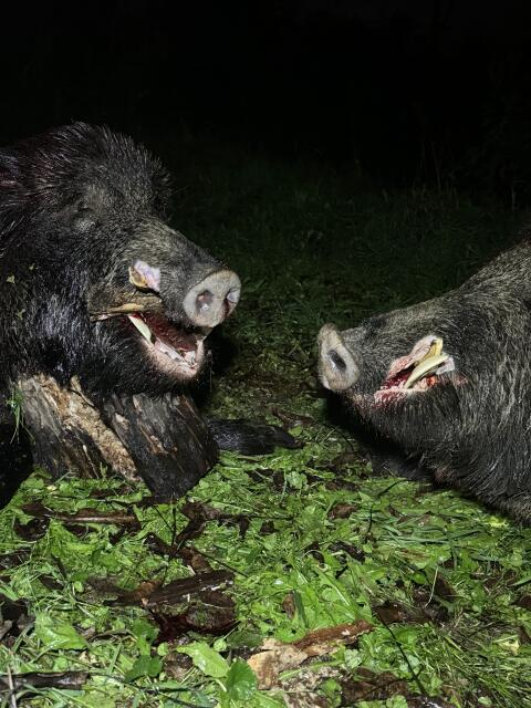 Ansitzjagd in Kroatien