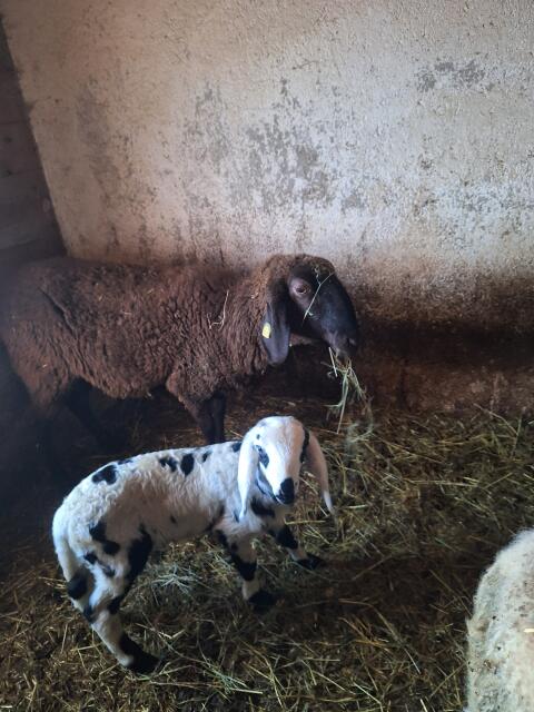 Mutterschafe mit Lämmern zu verkaufen