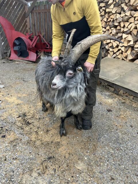 Blobe Bock