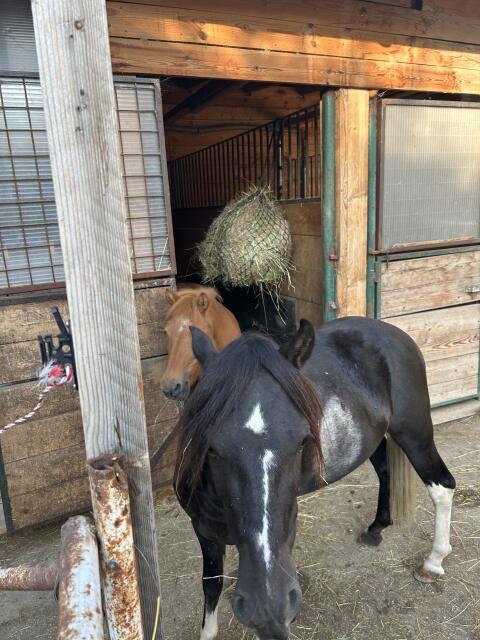 Verkaufe Kinderpony