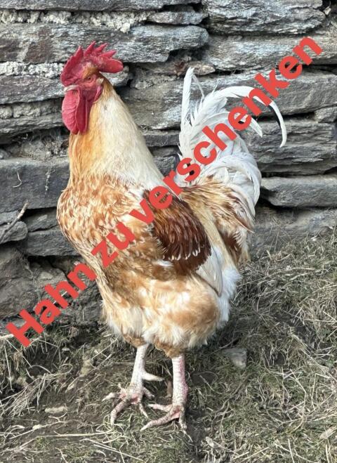 Hahn