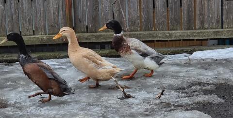 Enten zum Hergeben