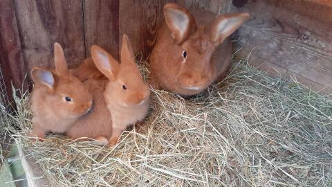 Rote Neuseeländer Jungtiere