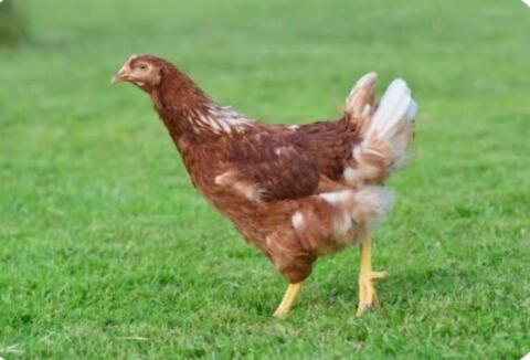 Junghennen, Legehennen