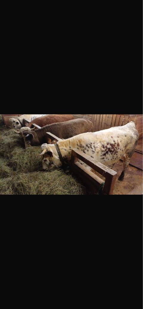 Pustertaler Sprinzen Kalbin