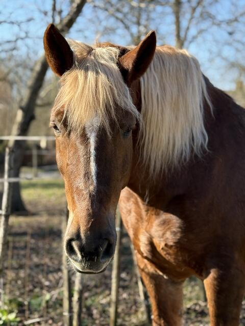Hübsche 7-jährige Kaltblut Stute