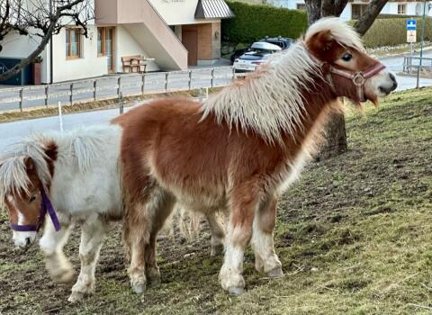 2 Pony-Wallache