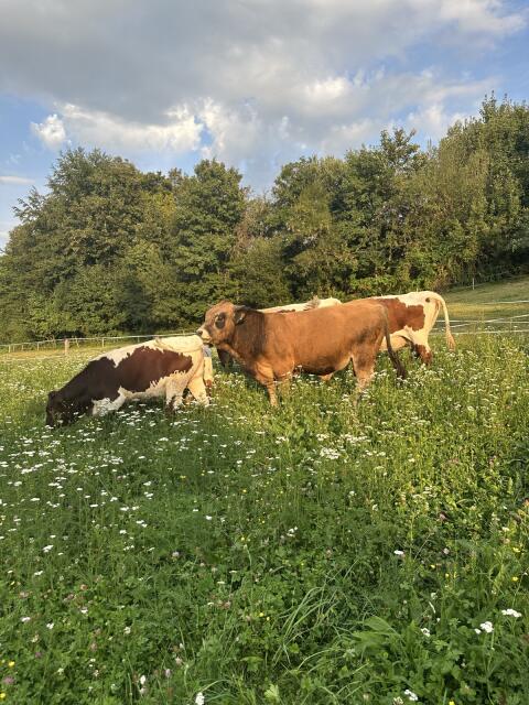Aubrac-Zuchtstier