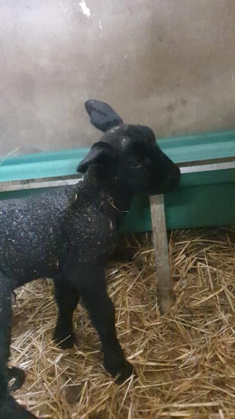Ostfriesische Milchschaf Lämmer Bock
