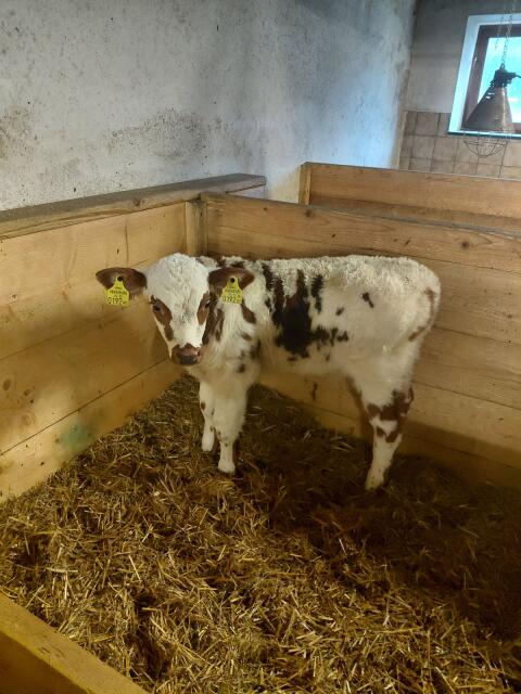 Normande BIO Stierkalb