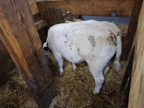 Kalb weiblich
