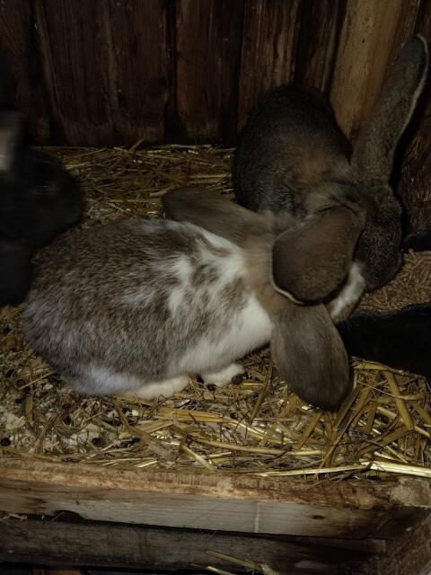Junge Widder Hasen