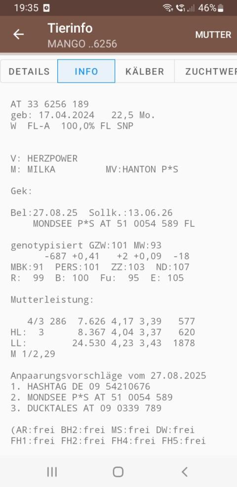 Trächtige BIO FL Kalbin