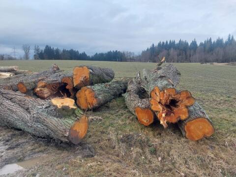 Birnenbäume