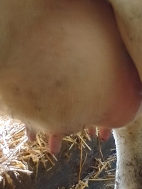 Fleckviehkuh in Milch