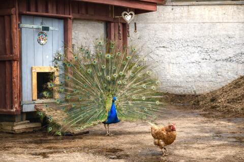 Pfau männlich