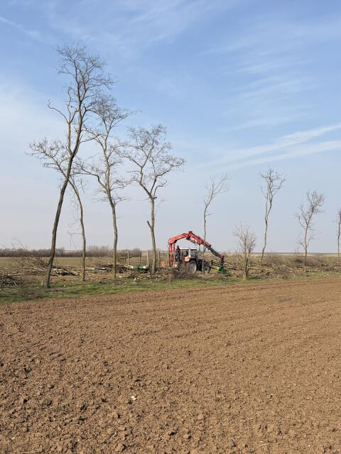 Grundstücksrodung, Baumschnitt, Holzbringung