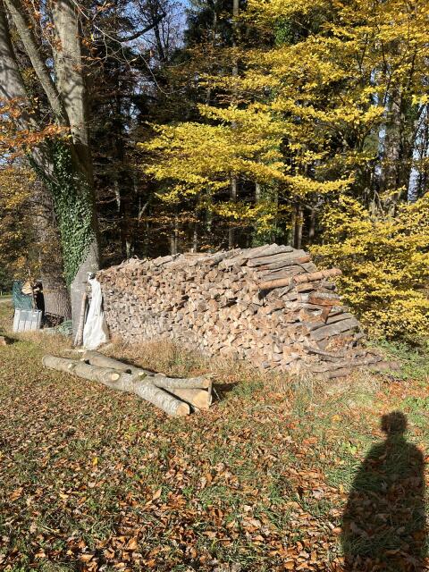 Brennholz