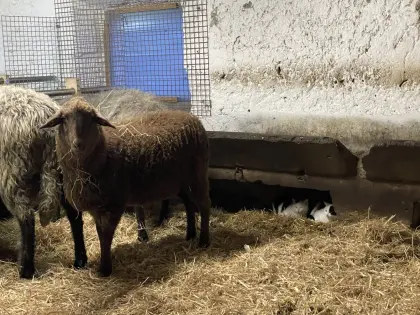 Trächtiges Jura-Mix Jungschaf