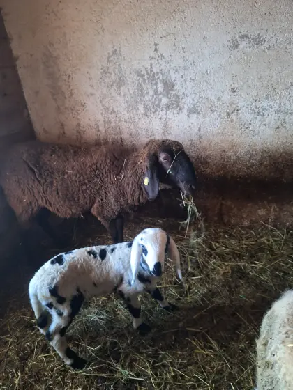 Mutterschafe mit Lämmern zu verkaufen