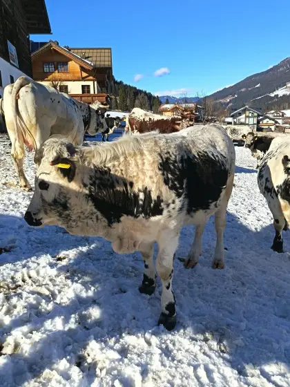 Pustertaler Sprinzen Kalbin