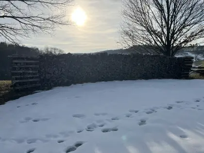 Buchenholz Brennholz