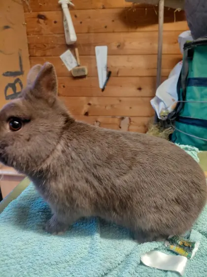 Farbenzwerg havanna Zuchtstamm