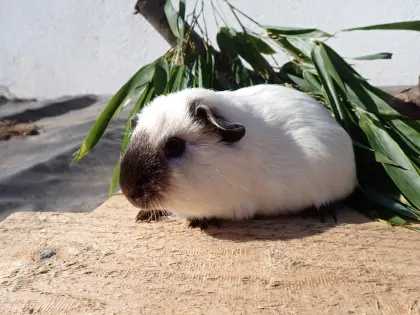 Glatthaar California Meerschweinchen