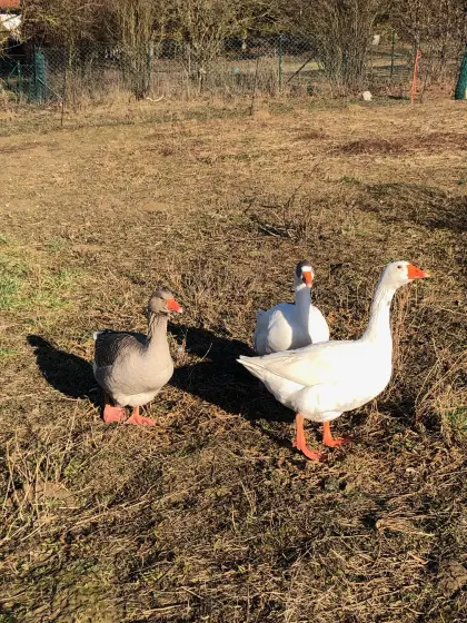 Österreichische Landgänse zu verkaufen - 2x weiblich, 1x männlich