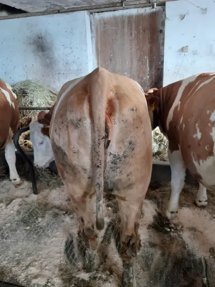 Verkaufe hochträchtige FV-Kalbin