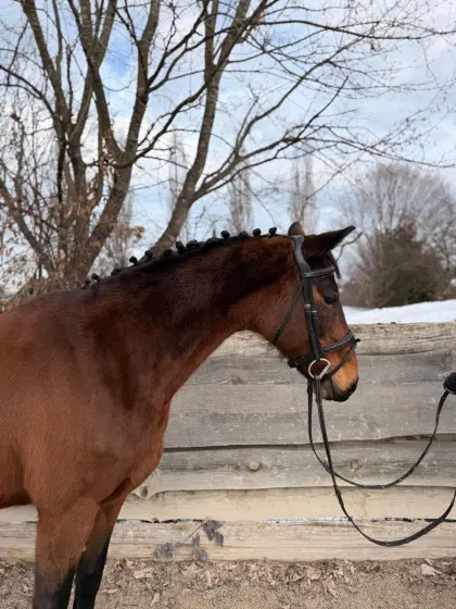 Wunderschöne Oldenburger Stute mit guter Abstammung!