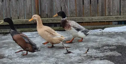 Enten zum Hergeben