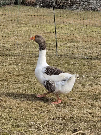 Pommerngänse Pommernganter