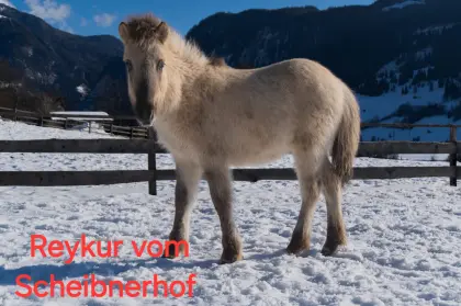 Isländer Hengstfohlen