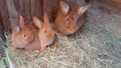 Rote Neuseeländer Jungtiere