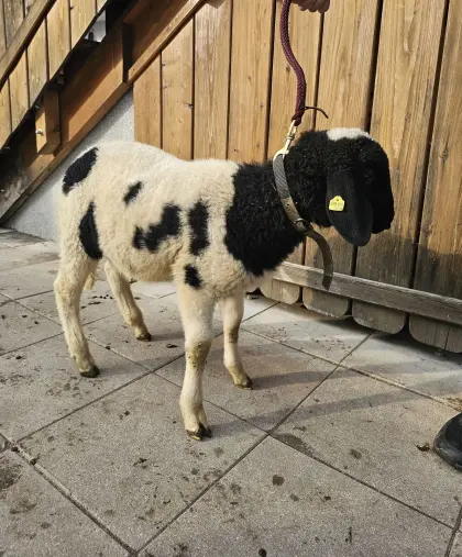 2x Braunes Bergschaf gescheckt, Widder
