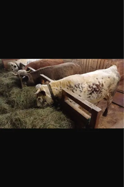 Pustertaler Sprinzen Kalbin