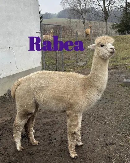 Alpakas zu verkaufen!