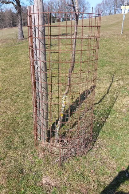 Baumschutzgitter Verbissschutz